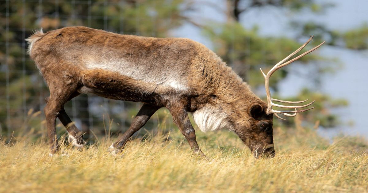 Deer eating